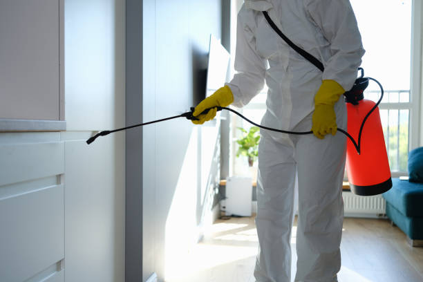 Best Certified Mold Removal  in Marksville, LA