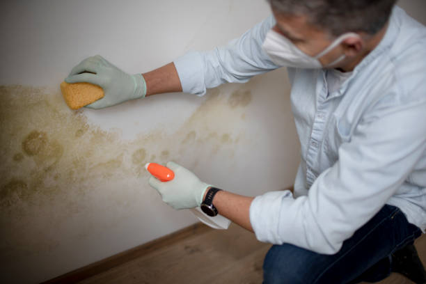 Best Local Mold Removal Service  in Marksville, LA